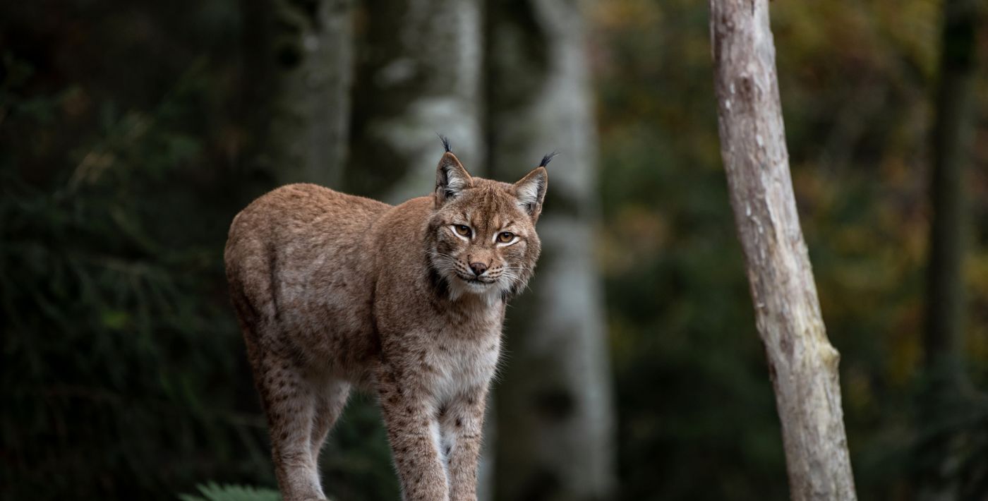 Tierfreigel&auml;nde Lusen