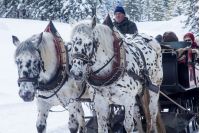 Pferdekutschfahrten Sammerhof