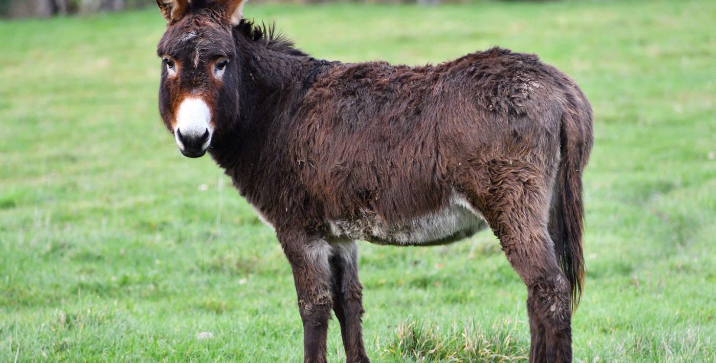 Esel-Touren Bayerischer Wald