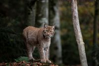 Tierfreigelände Lusen