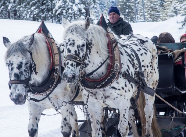 Pferdekutschfahrten Sammerhof
