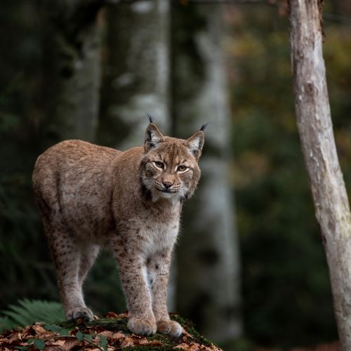 Tierfreigelände Lusen