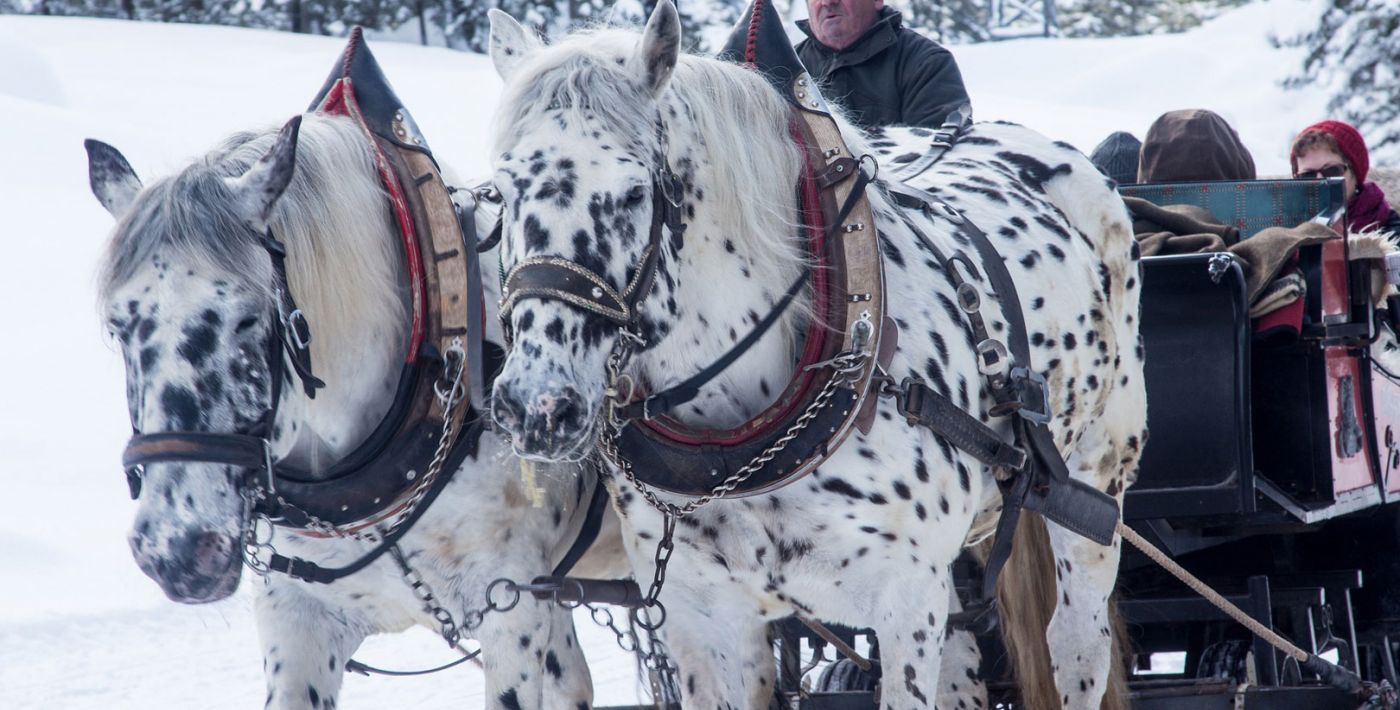 Pferdekutschfahrten Sammerhof