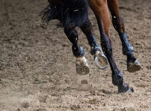 Reining Reitkurs